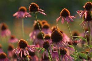 echinacea purpurea cluster at Heartsong Farm