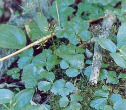Threeleaf Goldthread (Coptis trifolia): a photograph from Planting the Future: Saving our Medicinal Herbs -- photo by Martin Wall