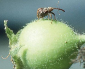 The apple curculio has a rightful place in the Lost Nation ecosystem. (photo: Alan Eaton)