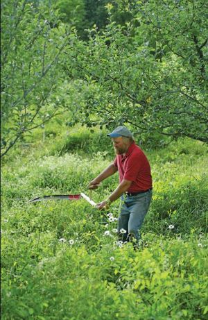 The bush blade on this straight-snath scythe is stocky enough to mow down even root suckers. (photo: Frank Siteman)