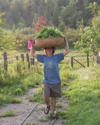 Jenn brings in a basket of skullcap from the lower field while apprenticing at Heartsong Farm. (photo by Michael Phillips)