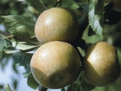 Golden Apples: Supporting the good work of the Holistic Orchard Network!