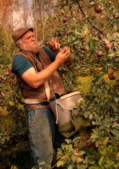 Michael Phillips, holistic orchardist, harvests apples at Lost Nation Orchard (photo by Frank Siteman)
