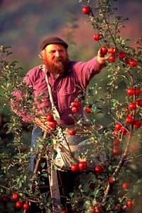 Michael Phillips picking organic apples at Lost Nation Orchard at Heartsong Farm -- photo: Frank Siteman