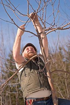 Michael Phillips, organic orchardist, pruning an apple tree