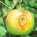 Cedar apple rust on the fruit can only be prevented early in the growing season. (photo: courtesy of Keith S. Yoder via the West Virginia University Fruit Web)