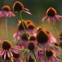 echinacea purpurea cluster at Heartsong Farm -- click for information about Holistic Health Coaching with Nancy