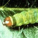 The larva of obliquebanded leafrollers (OBLR) feed on developing apples and tender leaves alike. (photo source: West Virginia University Fruit Web).